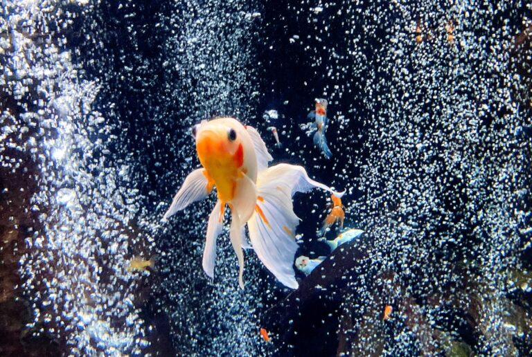 泡のカーテンの中を泳ぐ金魚