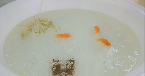 洗面器の中を泳ぐ小さい金魚3匹