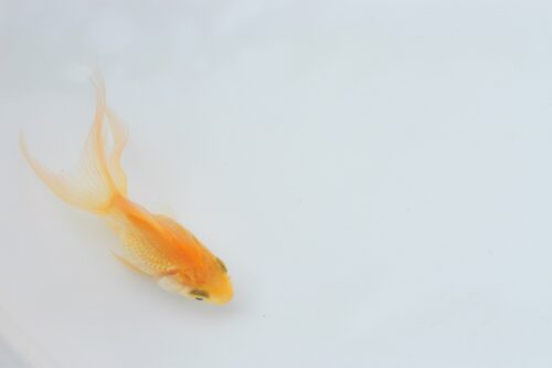 小さい金魚